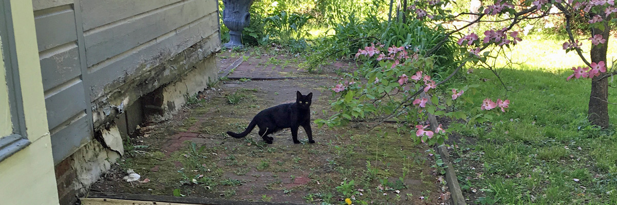 Black Cat on 3rd St