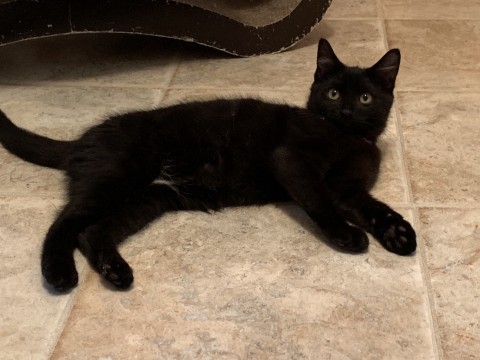 Lost store black cat